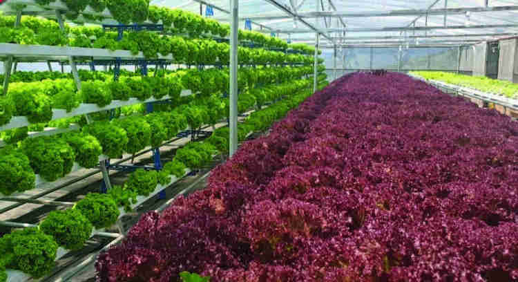 hydroponic farm