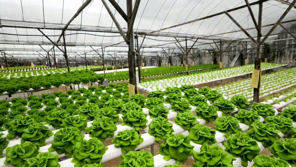 hydroponics farm